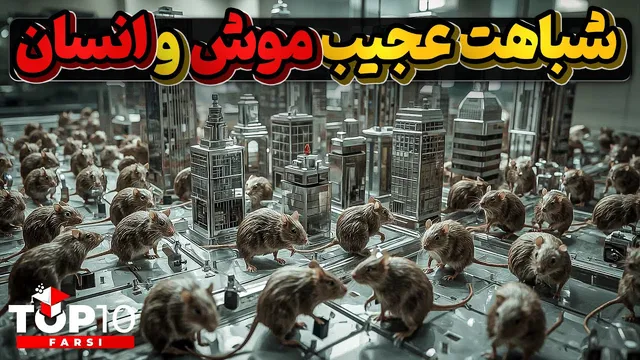 یونیورس 25: انقراض موش‌های یک شهر ایده‌آل