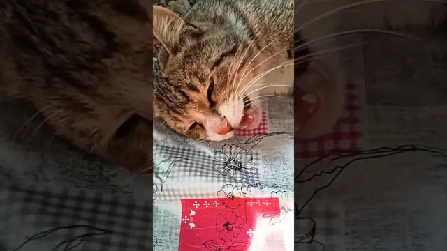 خوش آمدید به اولین ویدیو پهلوان شکمو😂