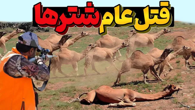 داستان شگفت‌انگیز شترهای رهاشده در بیابان