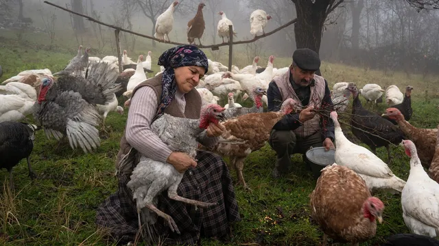 پلو بوقلمون روستایی؛ طعم سنتی و تند