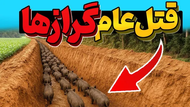 برای مقابله با گرازهای وحشی خندق حفر کردند؛ نتیجه‌ای شوکه‌کننده!
