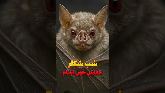 چطور خفاش خون‌آشام طعمه‌اش را بدون درد شکار می‌کند؟