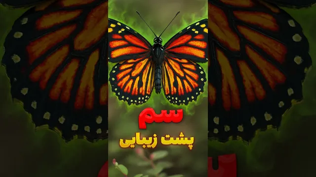 راز رنگ‌های بال پروانه: چطور به بقا کمک می‌کنند؟