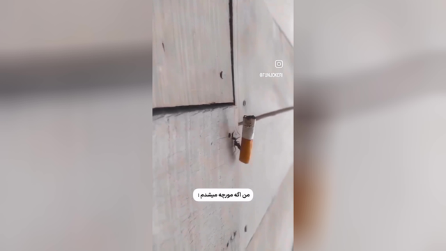 اگه مورچه بودم