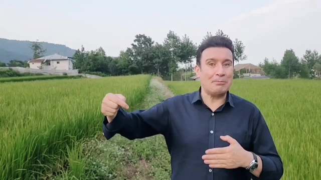 ناصر حامدی ، شاعر گیلانی با روایتی زیبا از مرزهای زمین‌های کشاورزی