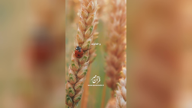 بازگشت چند برابر - سوره بقره آیه 261 (قرآن مهر)