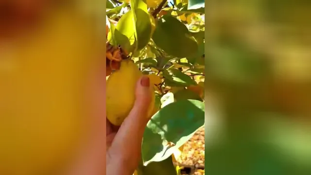 آموزش تهیه دسر به روش شیک و آسان