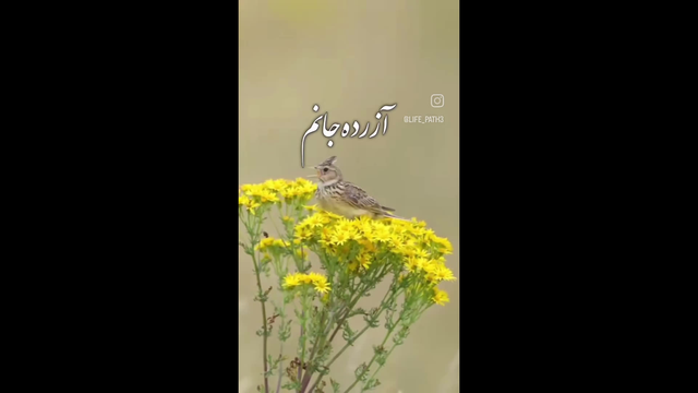 گلپونه های وحشی دشت امیدم