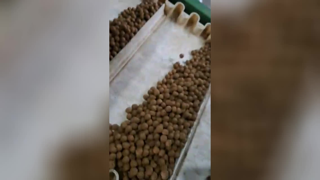 فروش غذای ماهی کپور اکسترود