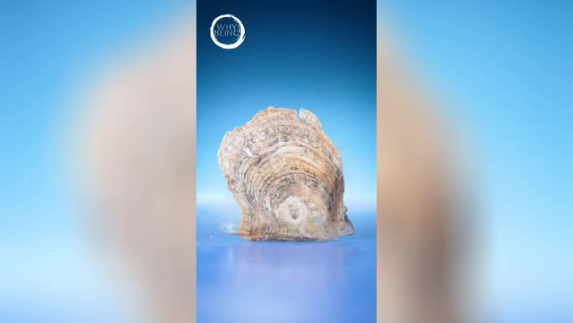 Learn English,pearl مروارید