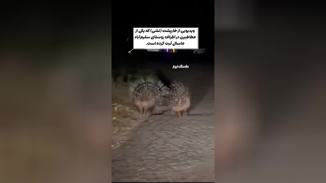 مشاهده حیوان جذاب در ماسال