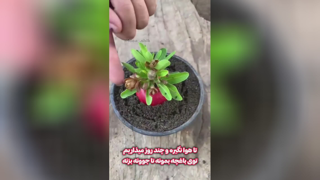 کاشتن درخت سیب