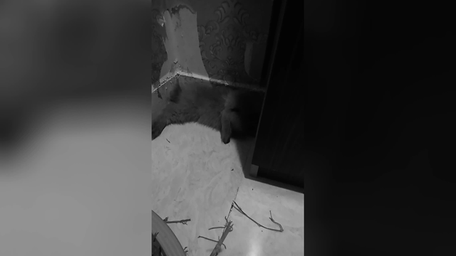 این خرگوش دوم منه