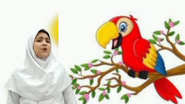 قصه کودک ارغوان هاشمی