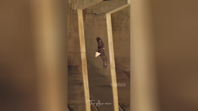 فیلم