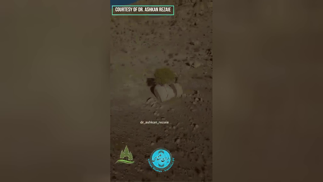 مروارید سبز ارسنجان