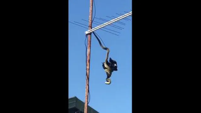 هیجانی