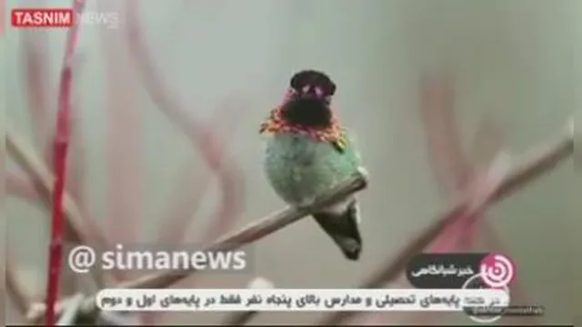 عجایب مرغ مگس خوار