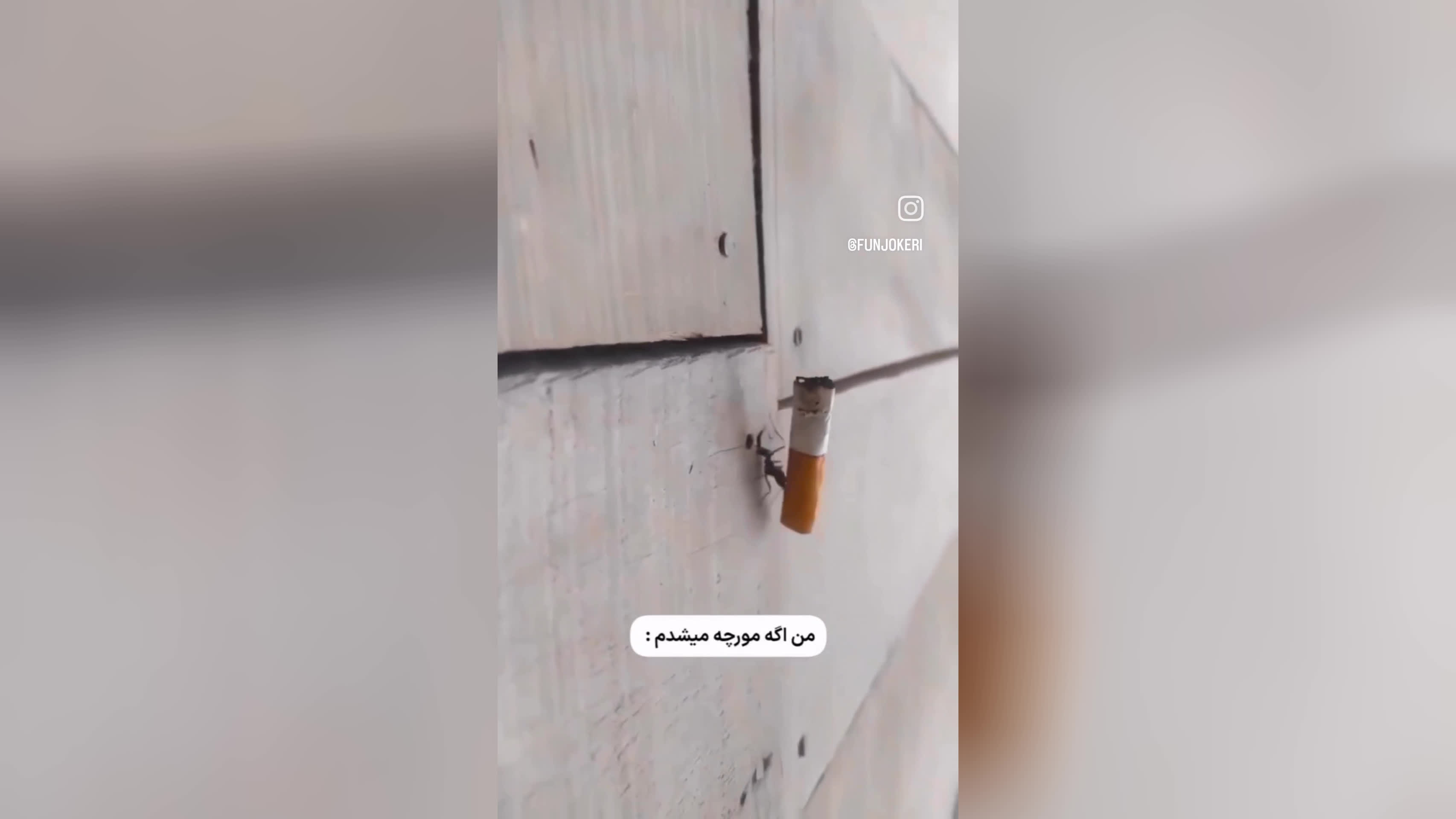 اگه مورچه بودم