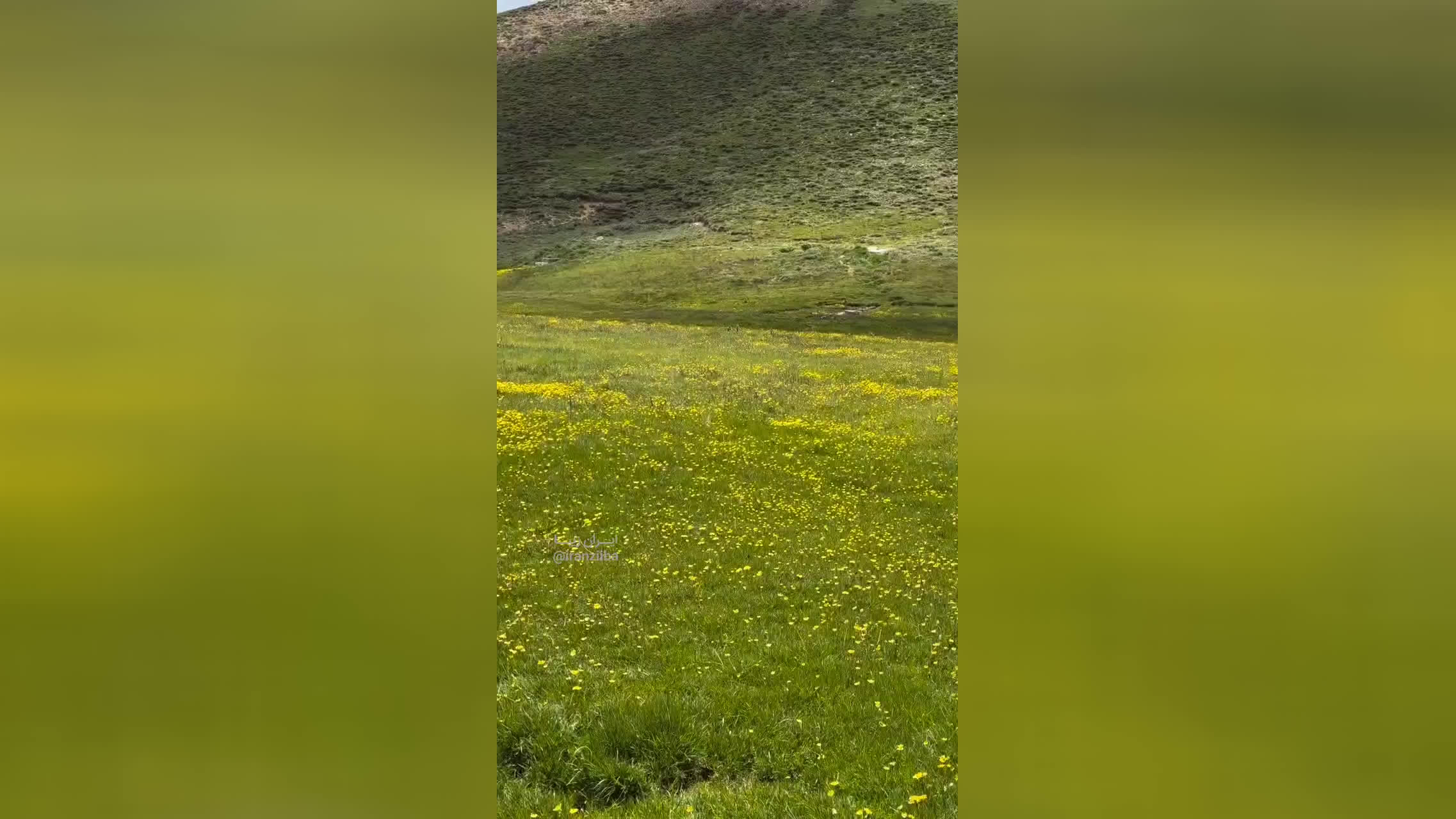 بح بح چقدر سر سبزه🌹🌹🥰🥰💐💐💐💐💐