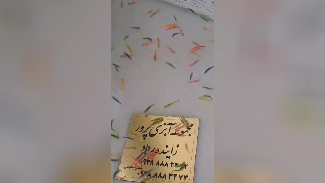 خرید ماهی زینتی اصفهان