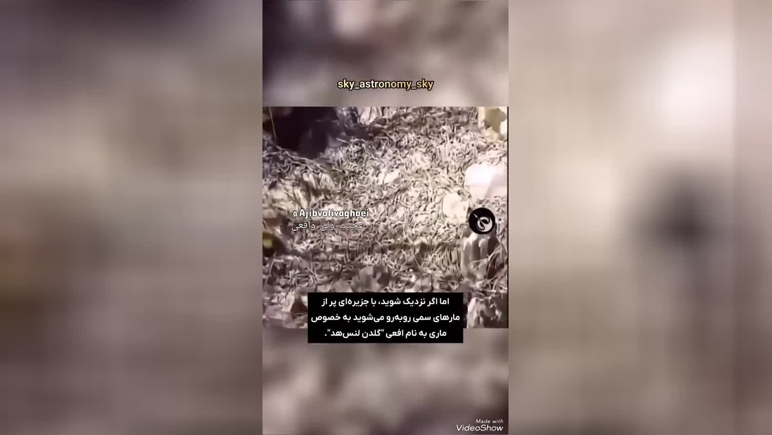 جزیره مارها