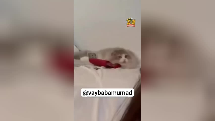 گربه های بازیگر