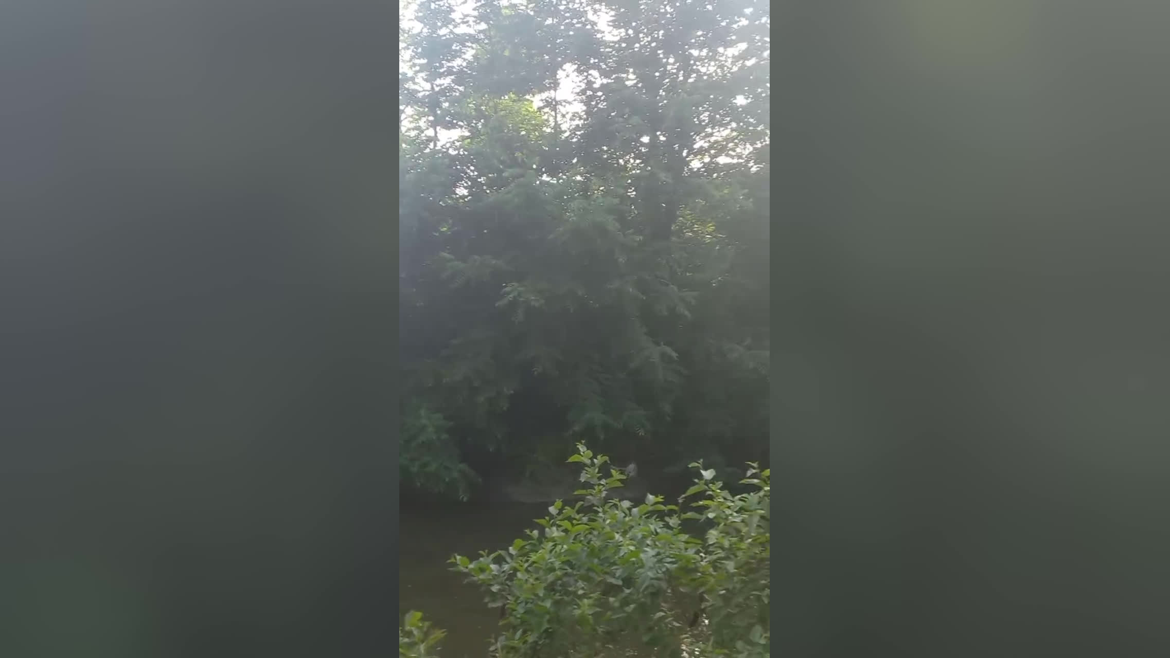طبیعت زیبا و سرسبز و آرام.