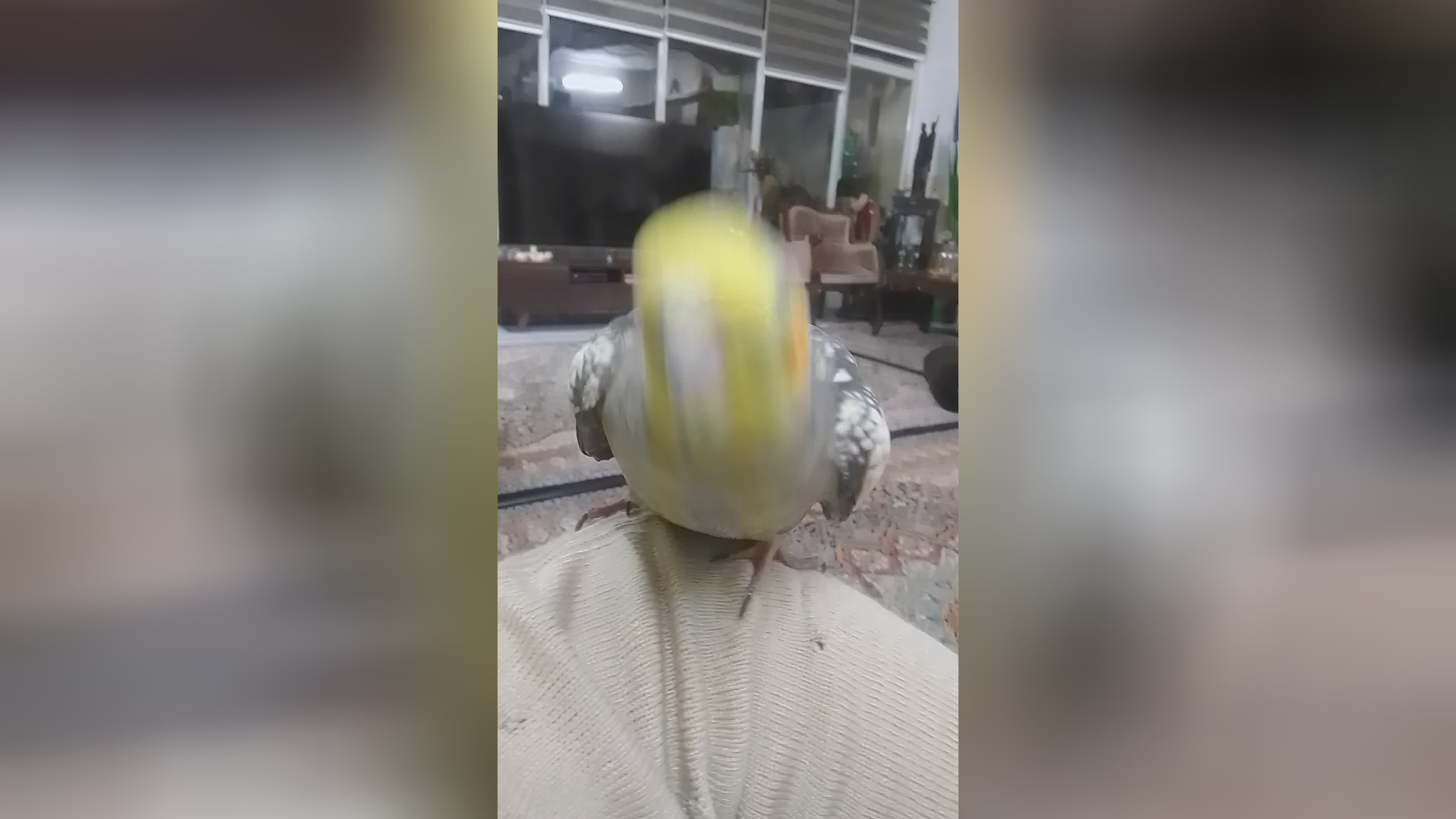 عروس هلندی سرگرمی