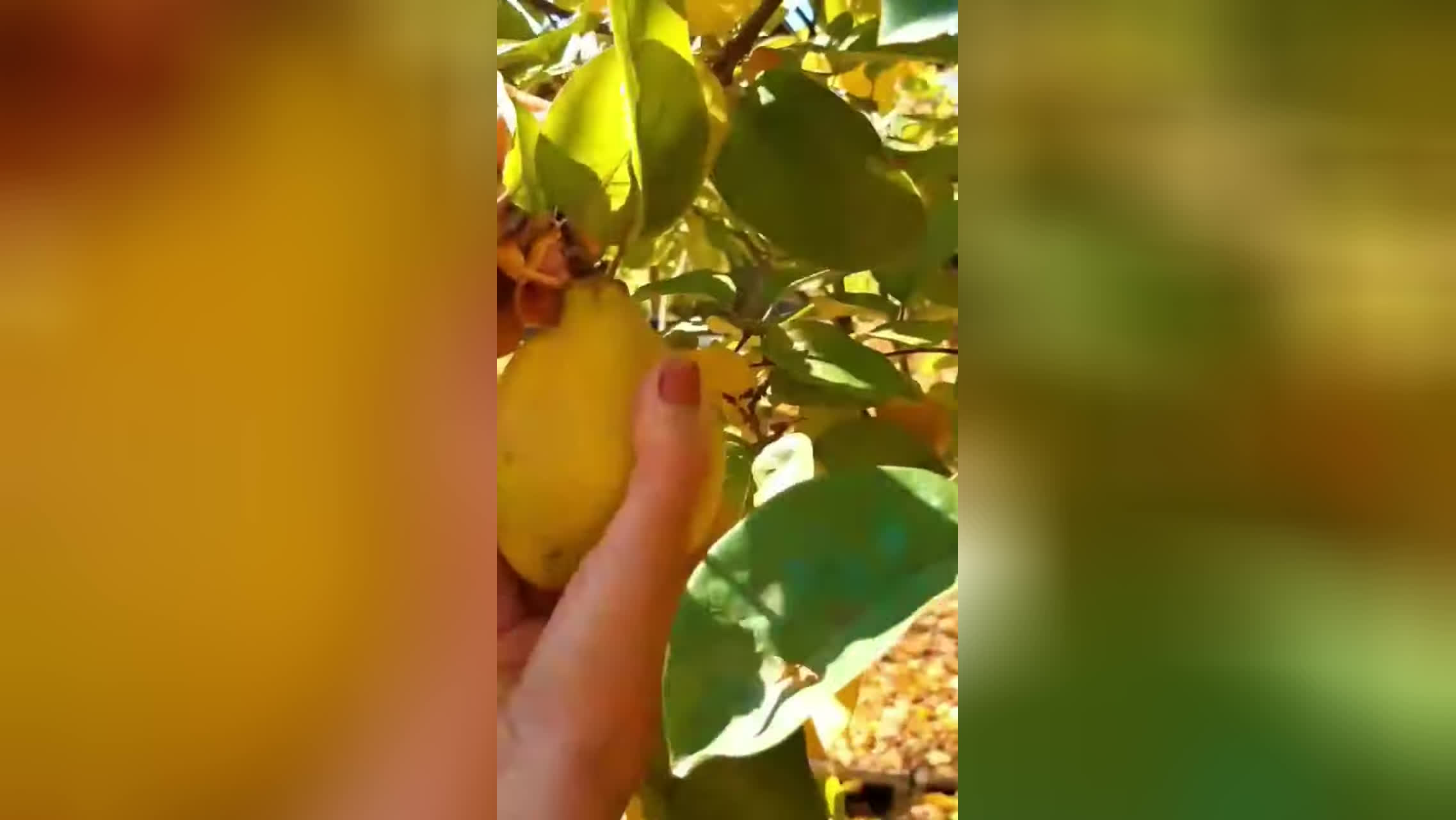 آموزش تهیه دسر به روش شیک و آسان