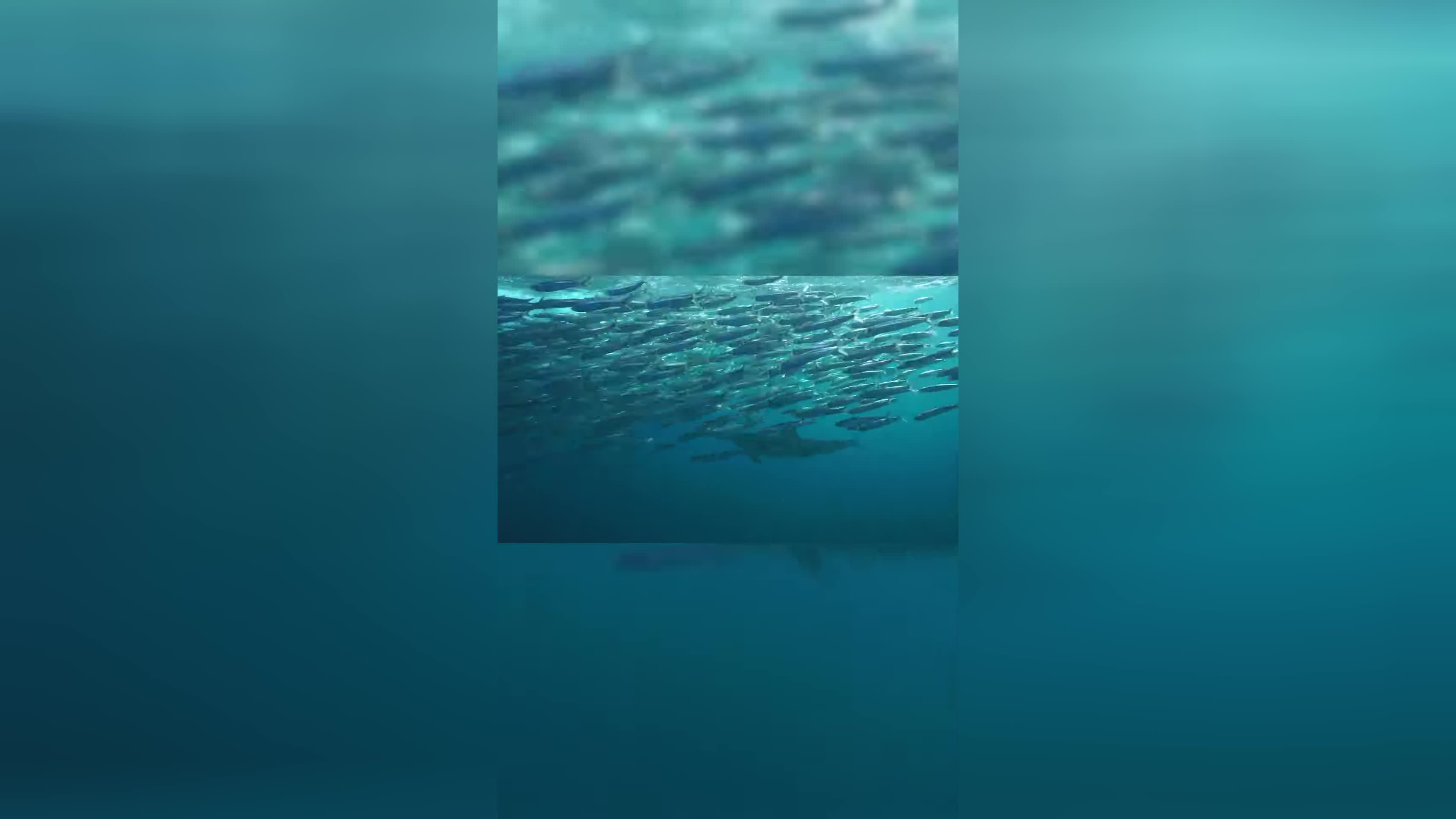 Wild Words 💬 | Animals, They're Just Like Us! | @natgeokids
