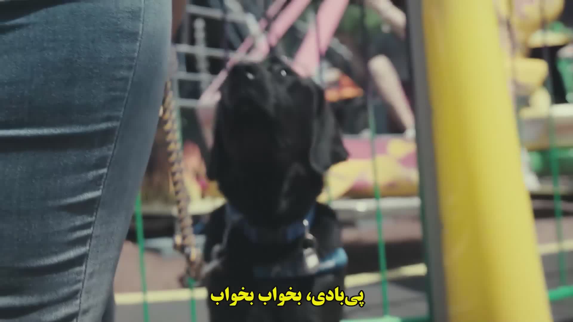 مستند درون ذهن یک سگ Inside the Mind of a Dog