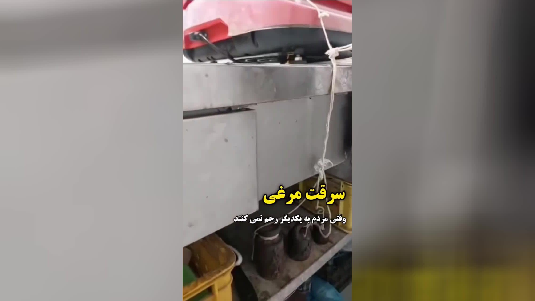 سرقت مرغی