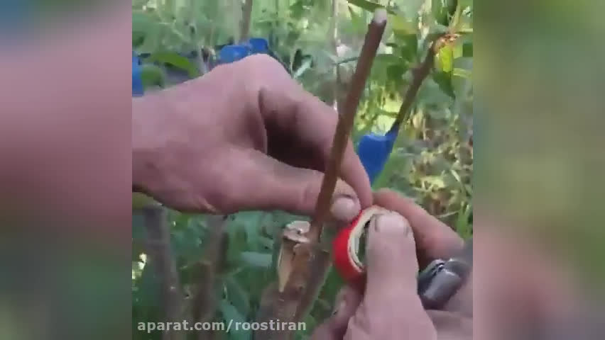 پیوند هلو