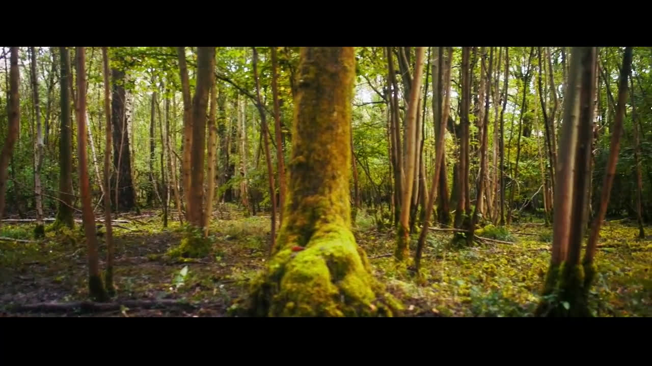 فیلم قصه تک شاخ جنگل Tale of the Forest Unicorn 2025