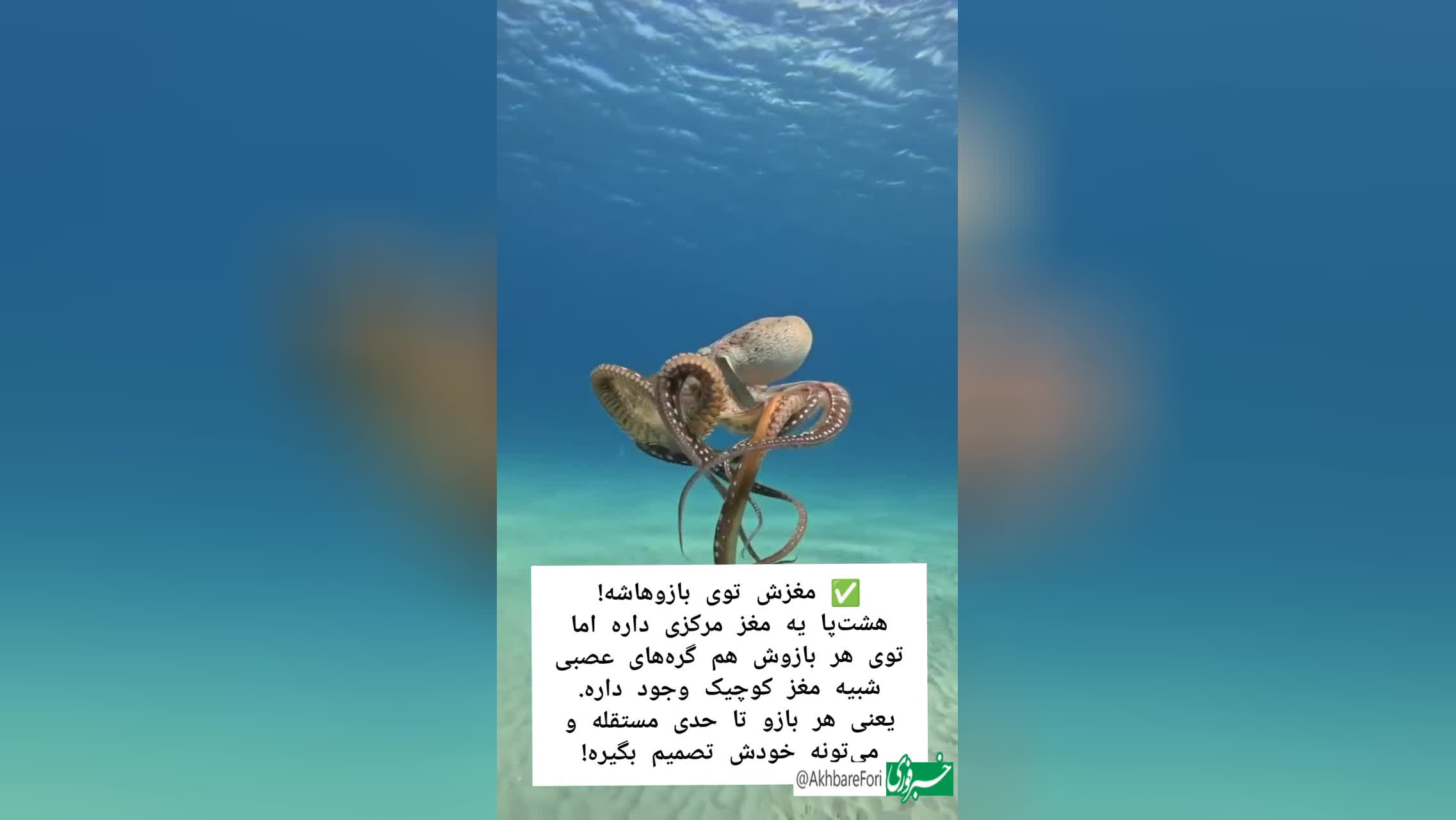 خصوصیات اختاپوس