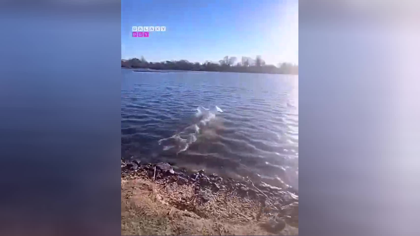پرنده قدرشناس