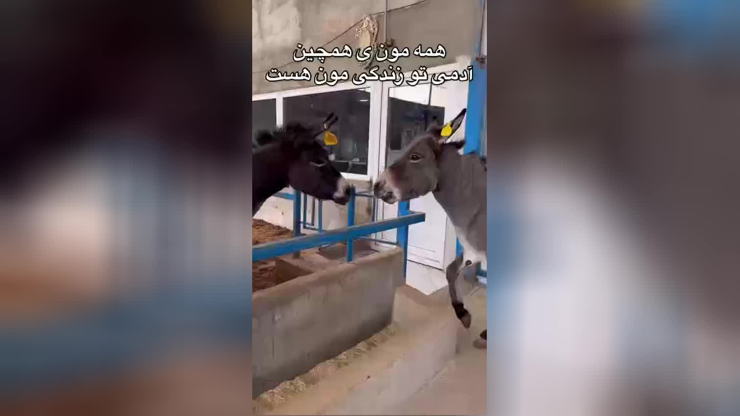 خر افشاگر