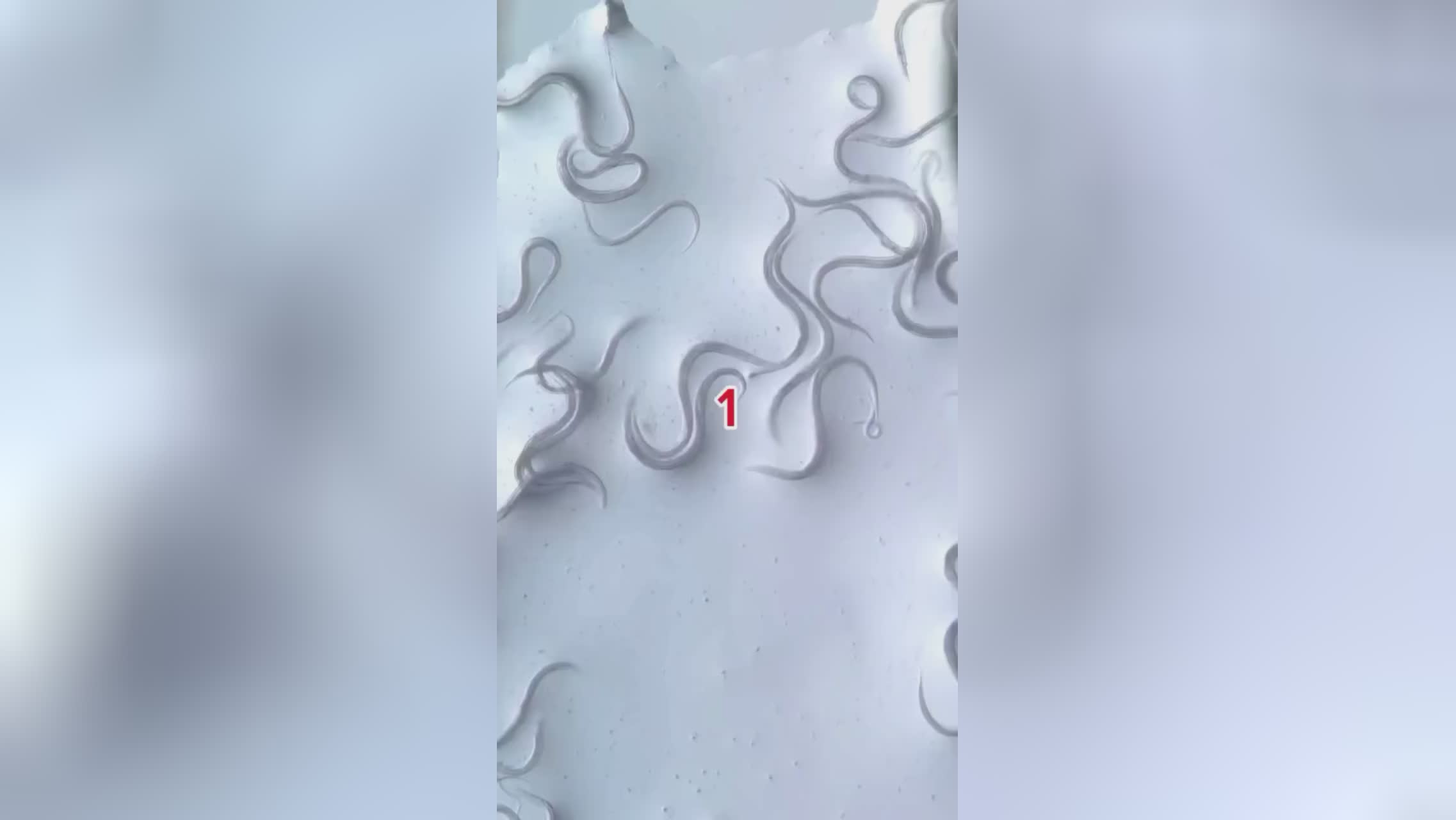 آناناس بخور بخاطره اینکه!!!!