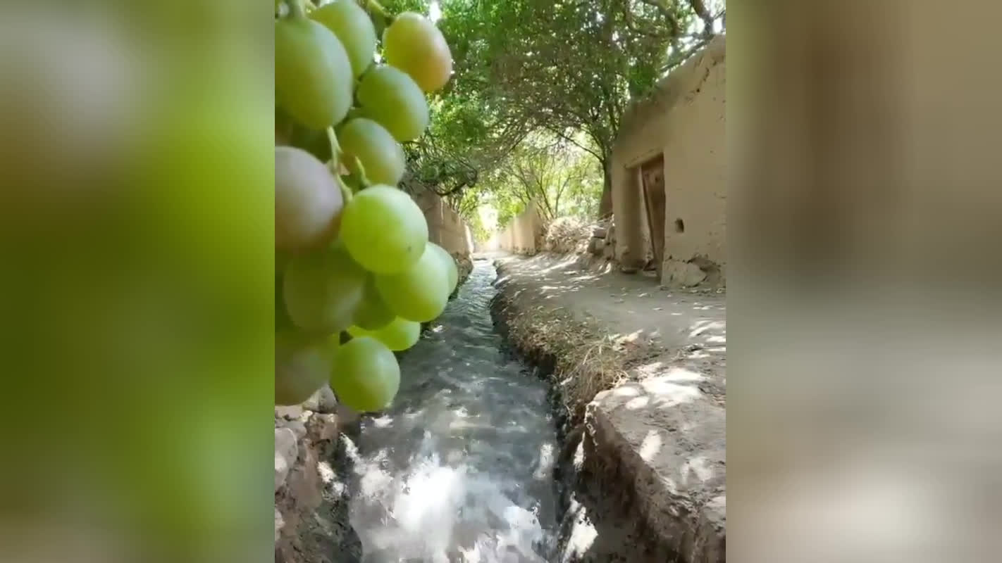 کوچه باغ به همراه جوی آب روان . #