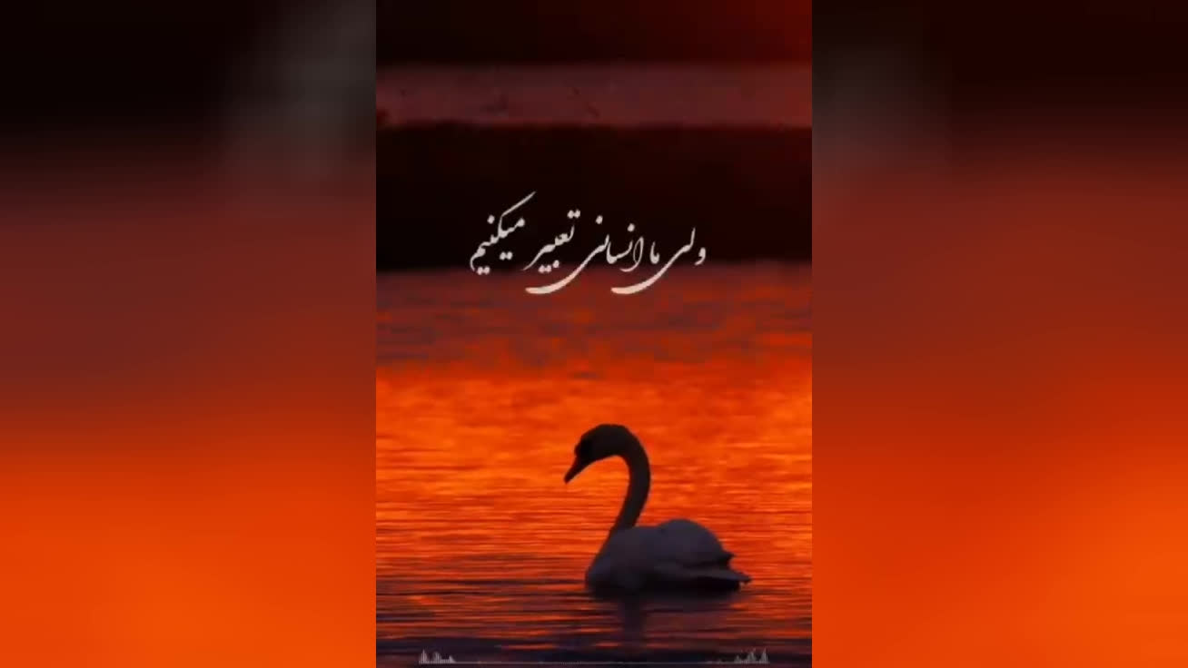 آواز قو # تک عشق # موجودی از گروه پرندگان. #