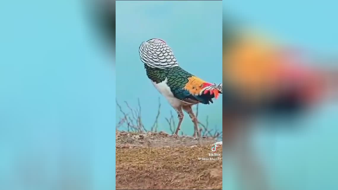 قدرت وجمال حضرت حق ستودنیست