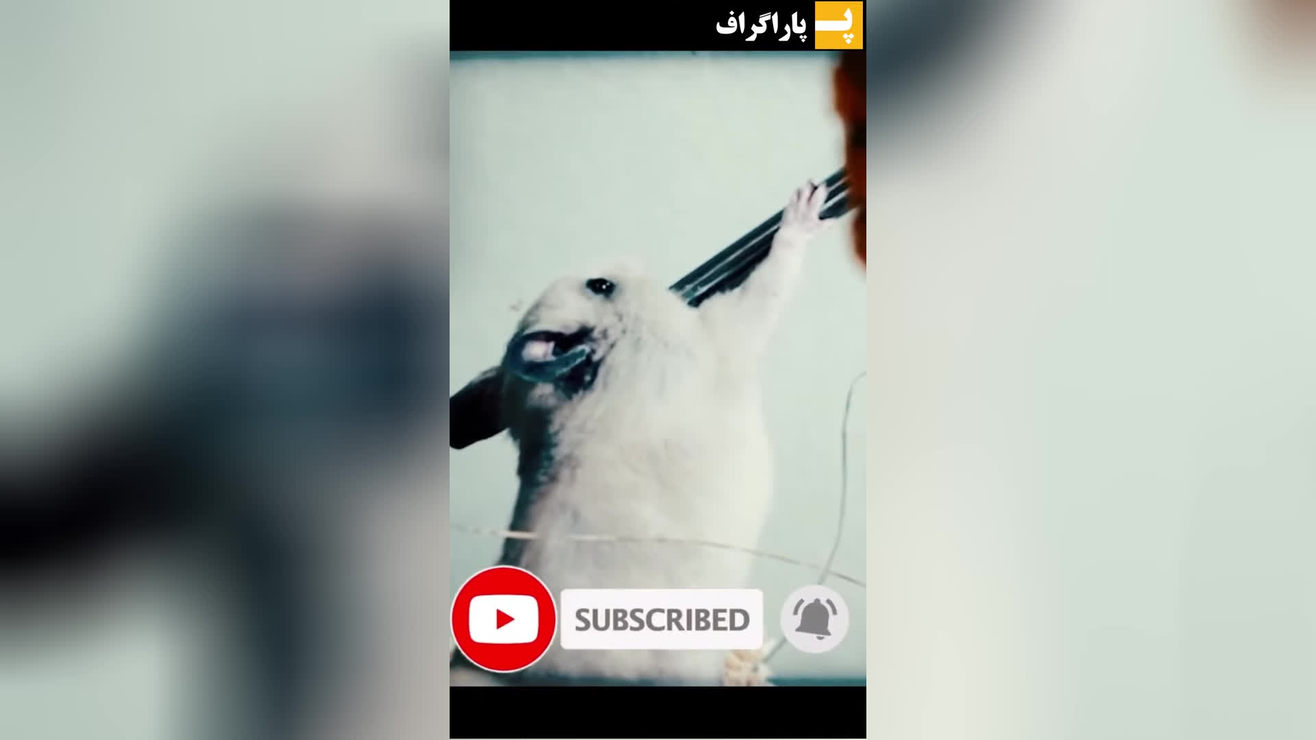 دکتری که خودش را با باکتری‌ها واکسینه کرد #کوتاه