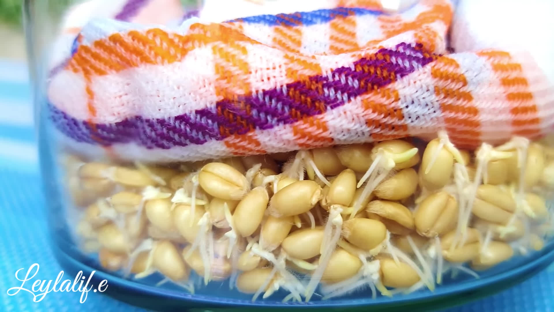 راهنمای کشت و درست کردن سبزه گندم برای عید