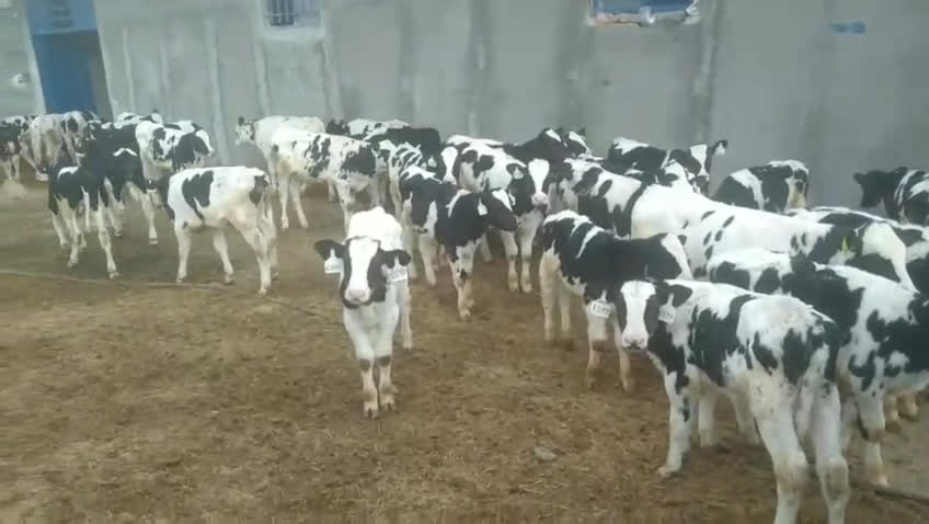 نصرت الله رشیدی کارآفرین لرستانی