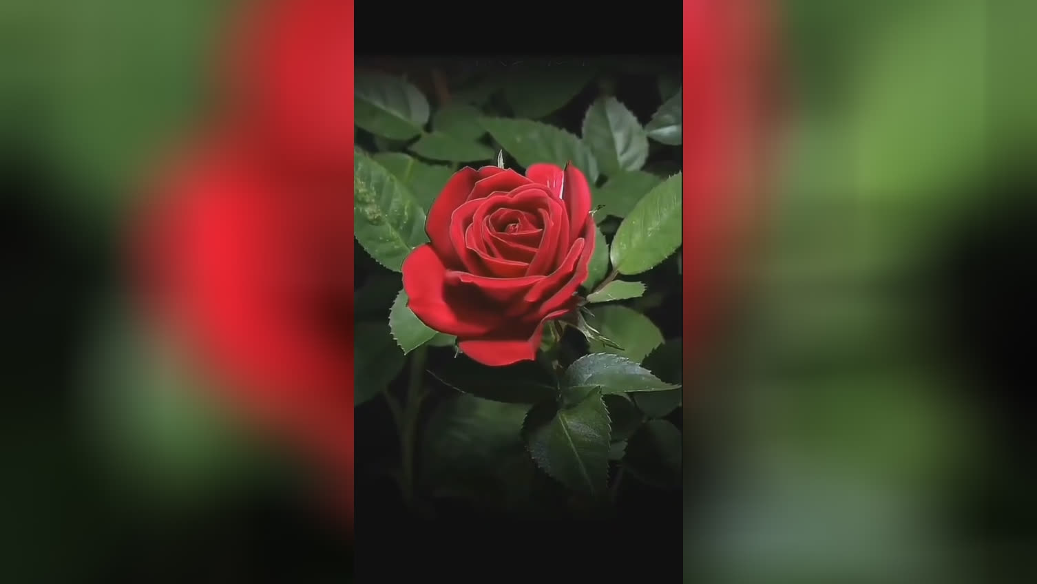 لحظه زیبای باز شدن غنچه گل #سبحان الله.