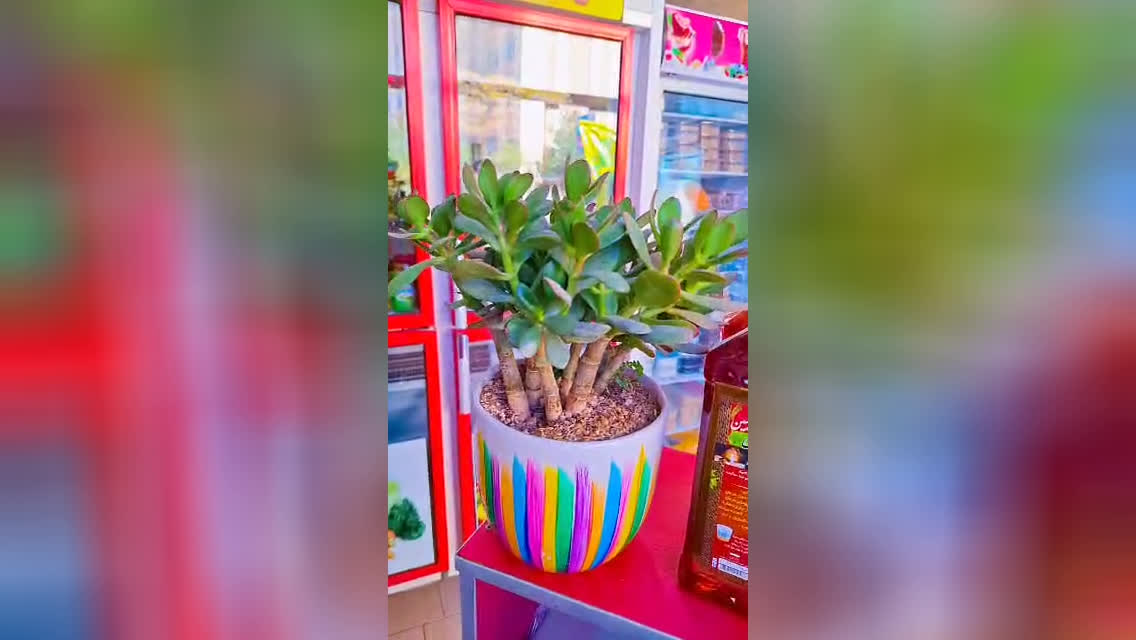 سبزیجات آماده پدیده